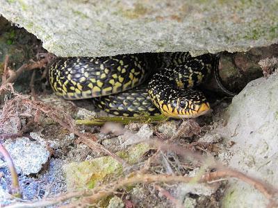 yellow-bellied snake