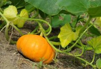 Squash (pumpkin) is the most delicious pumpkin: growing. How useful pumpkin for the body