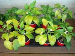 Why yellow leaves of pepper seedlings