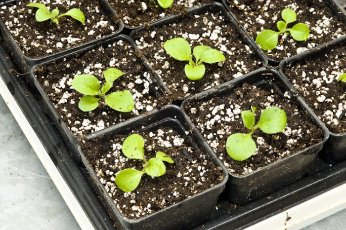 how to care for Petunia seedlings