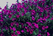 How to care for petunias (seedlings): tips and advice