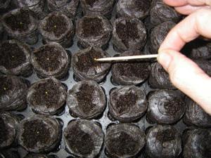 seedling petunias in the peat pill