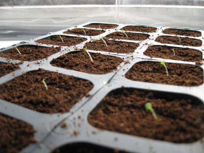 how to sow Petunia seedlings