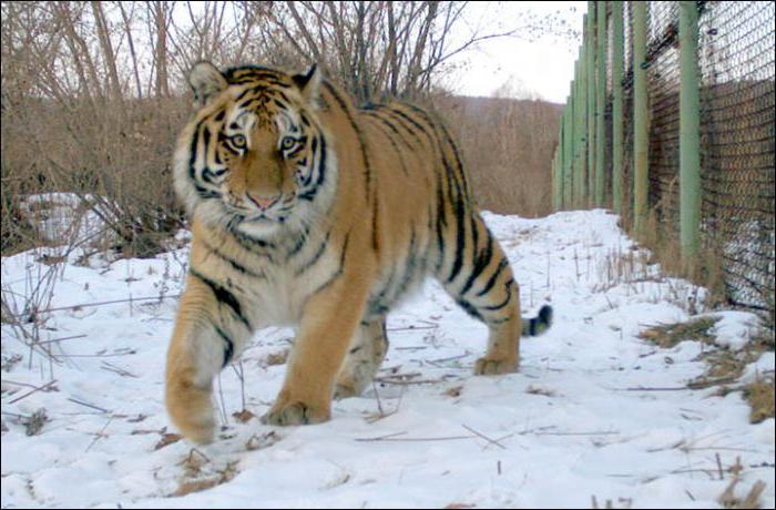 tigress Ilona Khingansky Zapovednik