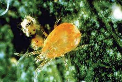 the fight against strawberry mite