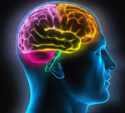 características do cérebro