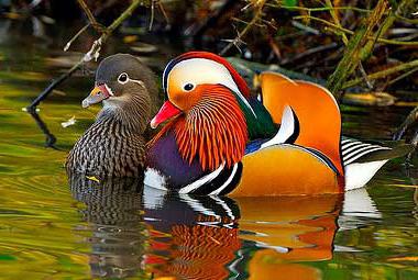 where does duck Mandarin duck