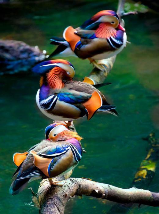 where does duck Mandarin duck what makes it interesting