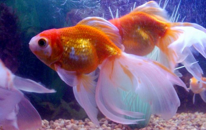 золота рибка в круглому акваріумі