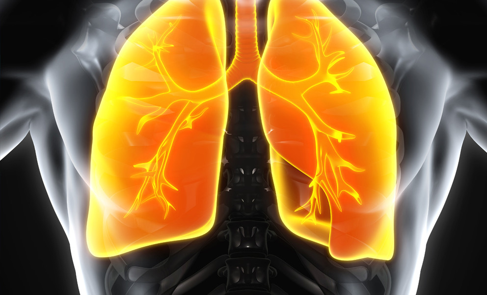 płuca człowieka