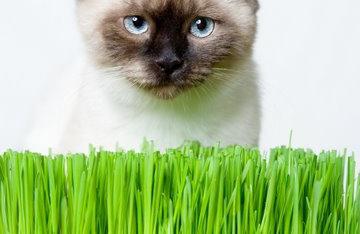 Grass for cats