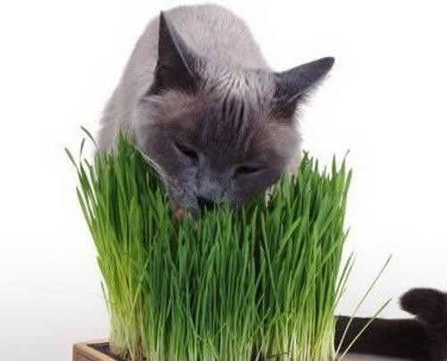 Why Cauchy eat grass