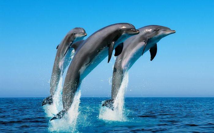 Delphin diese
