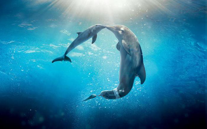 infantil dolphin