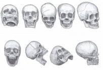 Як намалювати череп, дотримуючись пропорції?