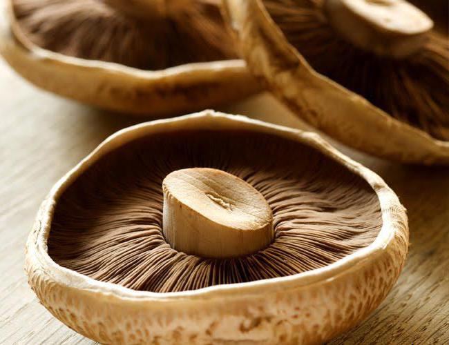 por que não comer mais antigos cogumelos
