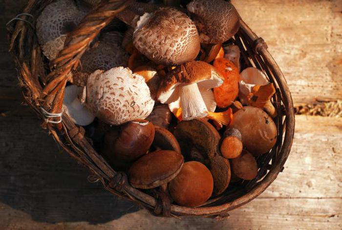 чому не можна їсти старі гриби