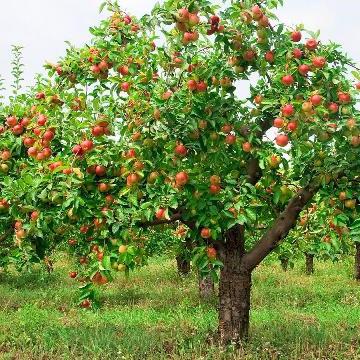 como plantar macieiras