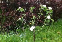 Wie ein Apfelbaum gepflanzt und die Bäumchen richtig zu wählen