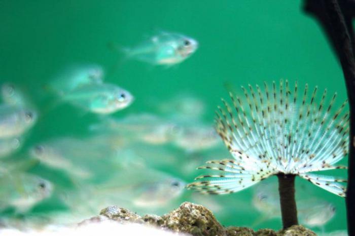 transparent peixe para o aquário