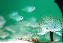 شفافة السمك: الصورة والوصف. . ماجوري - سمكة شفافة