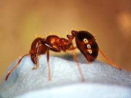 ısırma karıncalar