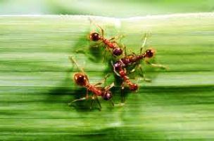 ukąszenie mrówki