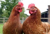 How to determine the age of the hen: possible ways