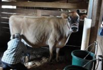 كيفية حليب الأبقار ؟ تكنولوجيا الأجهزة اليدوية حلب