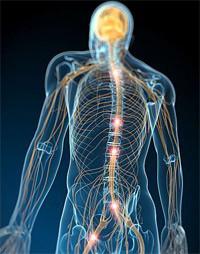 regulação do sistema nervoso e do sistema endócrino