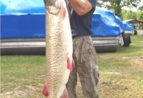 What is the biggest pike in the world?