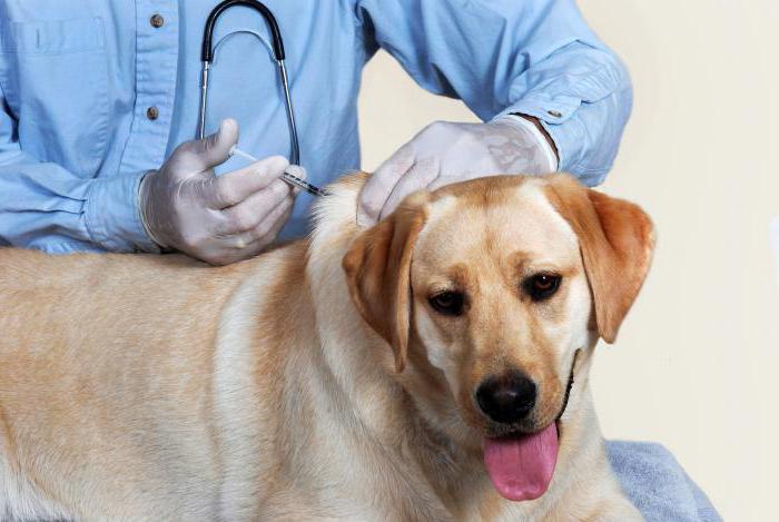 вакцина від сказу для собак