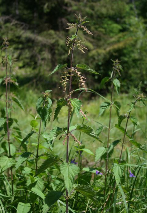 spring nettle benefits and harms
