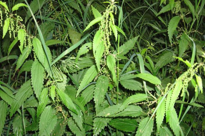 a decoction of nettles benefits and harms