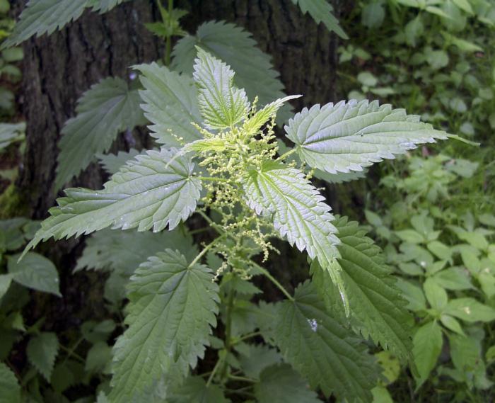 the benefits and harms of nettles for health