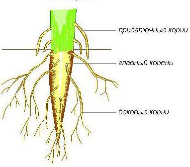 the structure of the root of the bean sprout