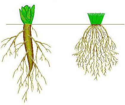 las características de la estructura de la raíz de una planta