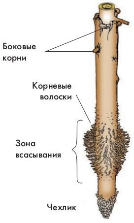la estructura interna de la raíz