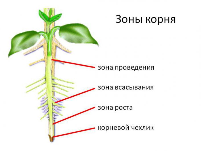 la estructura de la raíz de la planta