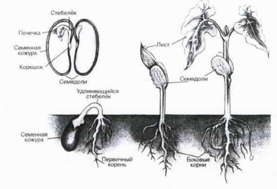 características de la estructura de la raíz