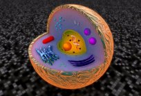 Eukaryotic cell and its structural-functional organization