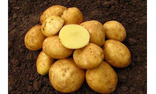 vineta variedade de batata