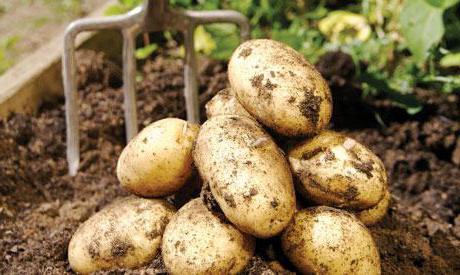 las patatas de la variedad винета descripción