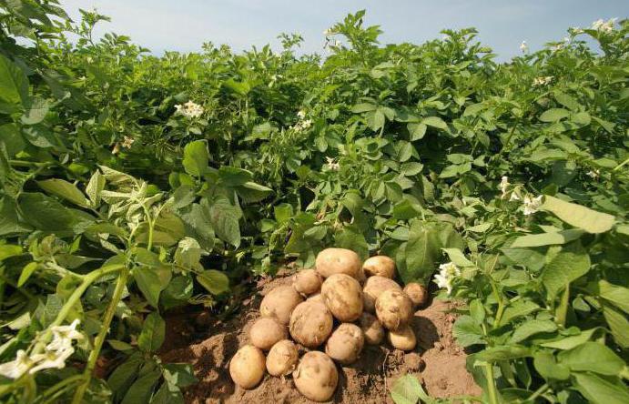 马铃薯品种Vineta的照片和描述