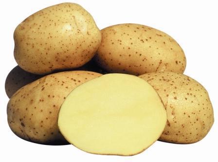 Vineta马铃薯品种的照片