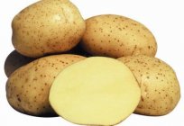 Vineta - Kartoffelsorte. Beschreibung, Foto