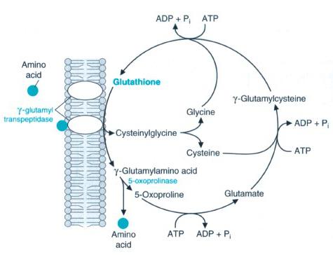 Gamma-Glutamyl-Transpeptidase dass diese