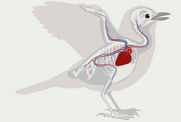 birds Have a four-chambered heart