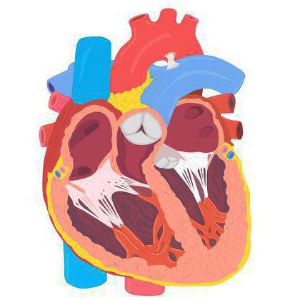 U ssaków четырехкамерное serce