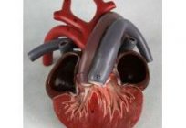 Четырехкамерное serce mają płazy i gady: przykłady
